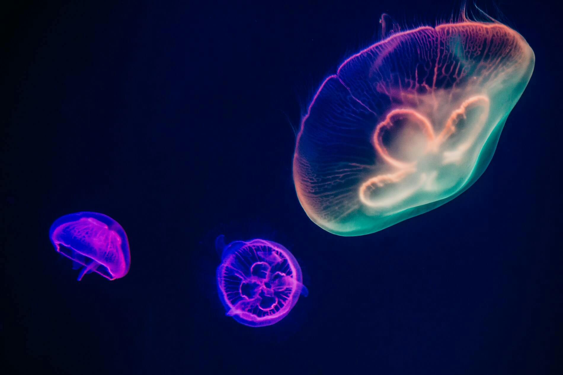 Jellyfish in dark blue water coloured neon pinks and purple